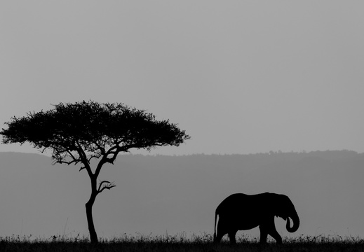 African silhoutte