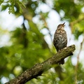 Zanglijster in Bieslandse Bos
