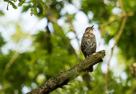 Zanglijster in Bieslandse Bos