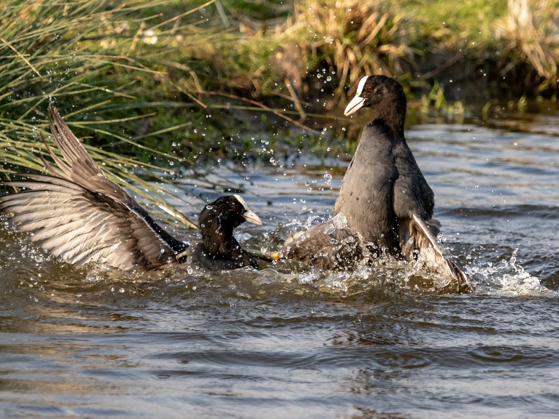Vechtende meerkoeten