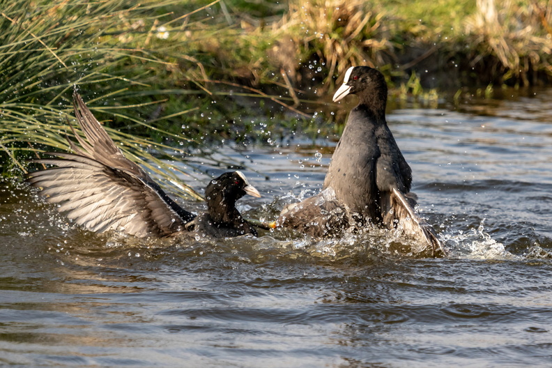 Vechtende meerkoeten.jpg
