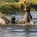 Vechtende meerkoeten.jpg