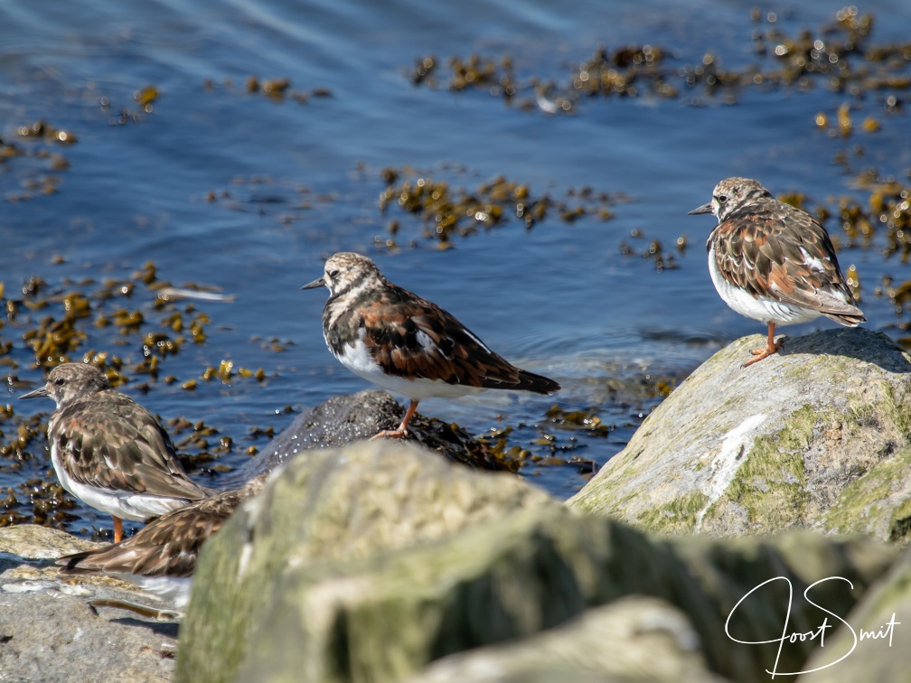 Drie steenlopers