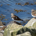 Drie steenlopers