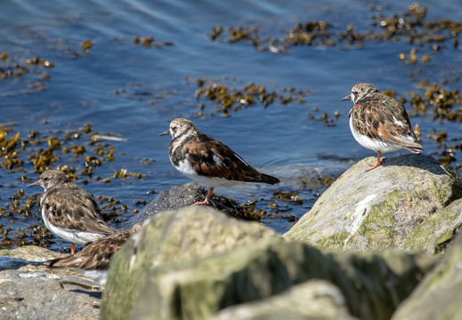 Drie steenlopers