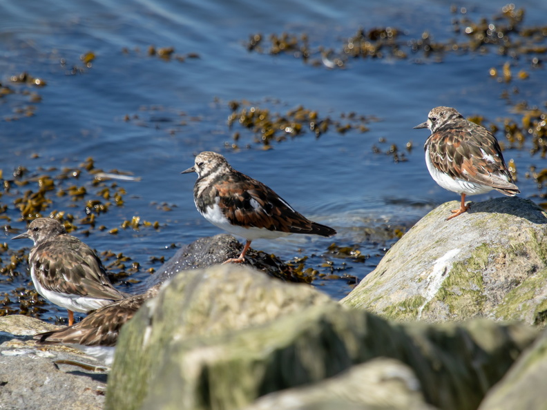 Drie steenlopers