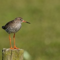 Tureluur op een paaltje