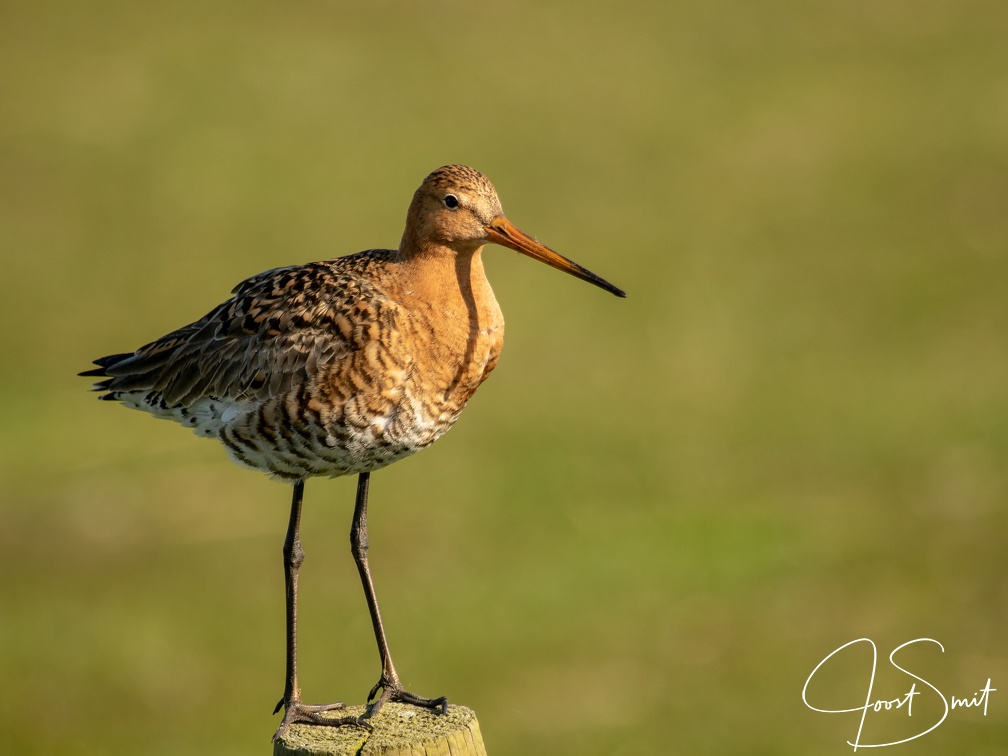 Grutto op ameland