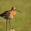 Grutto op ameland