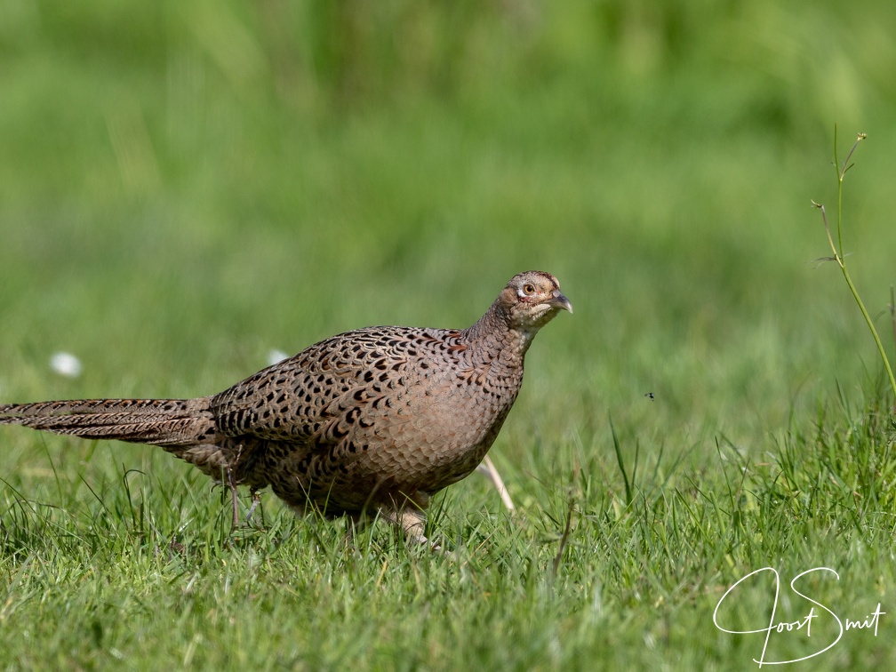 Fazant in het gras