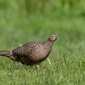 Fazant in het gras