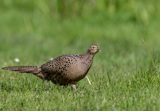 Fazant in het gras
