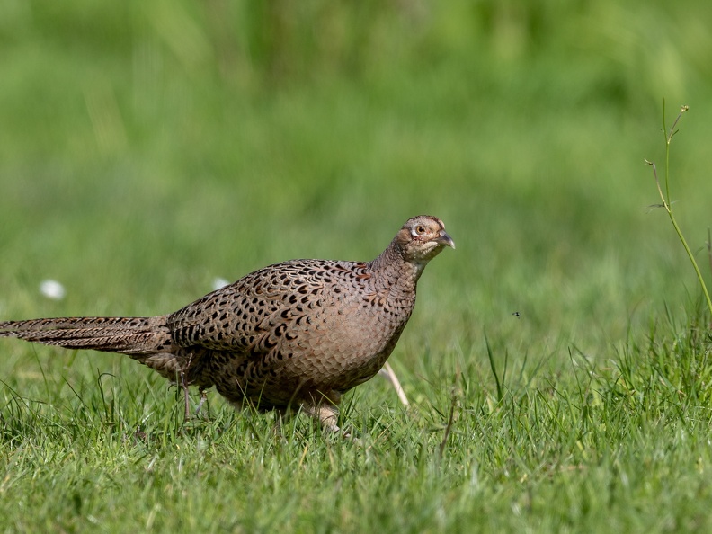Fazant in het gras