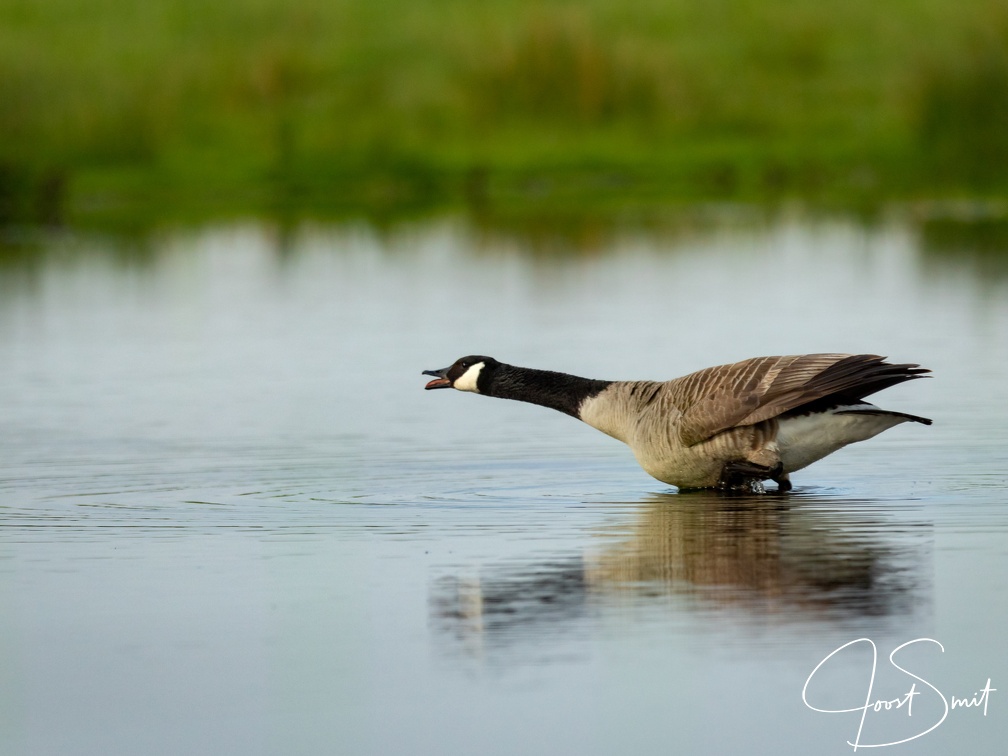 Grote canadese gans 