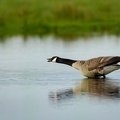 Grote canadese gans 