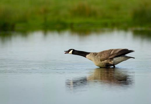 Grote canadese gans 