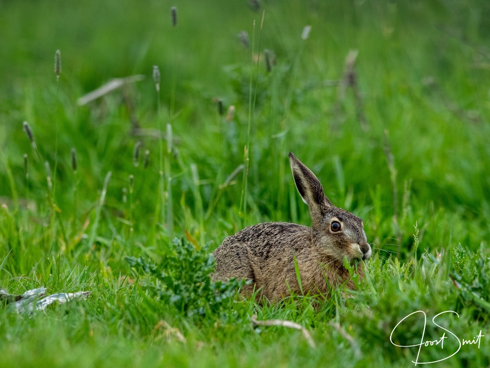 Haas in het gras