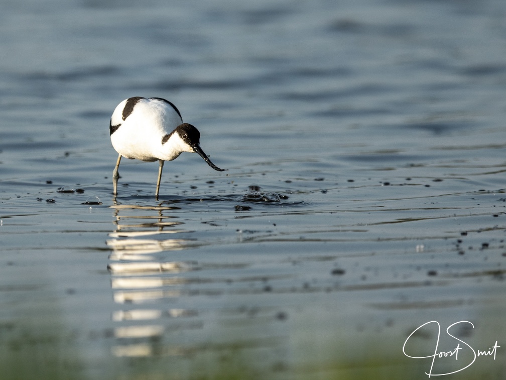 Kluut in het water