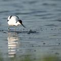 Kluut in het water
