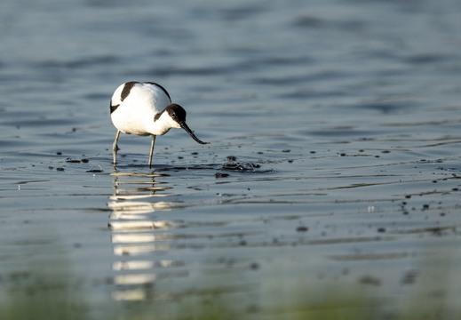 Kluut in het water