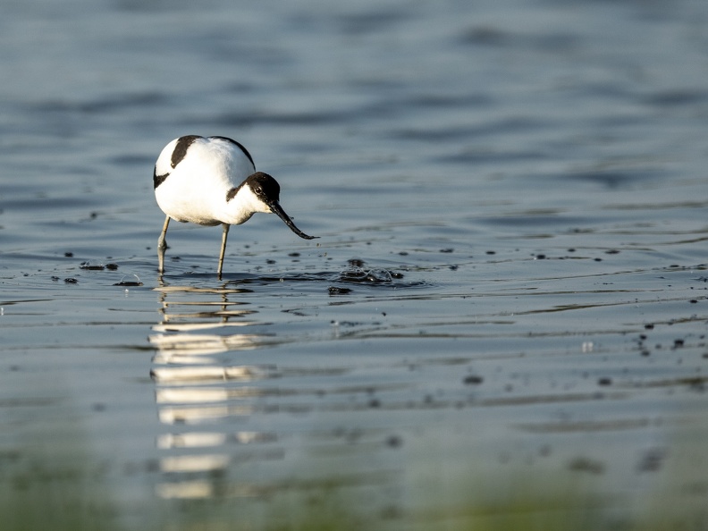 Kluut in het water