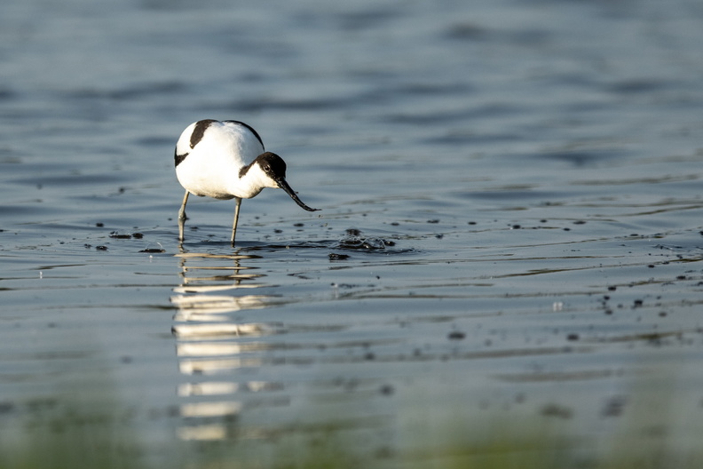 Kluut in het water.jpg