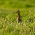 Grutto in het hoge gras