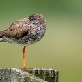 Tureluur schuilend voor de wind
