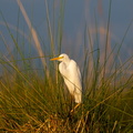 Yellow billed Egret
