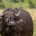 African buffalo stare