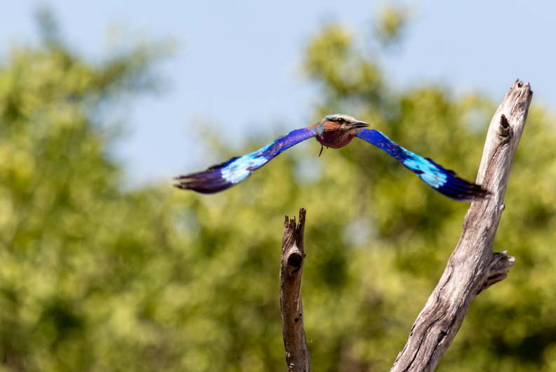 Lilac-breasted roller taking off.jpg
