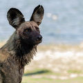 Wet Wild  Dog