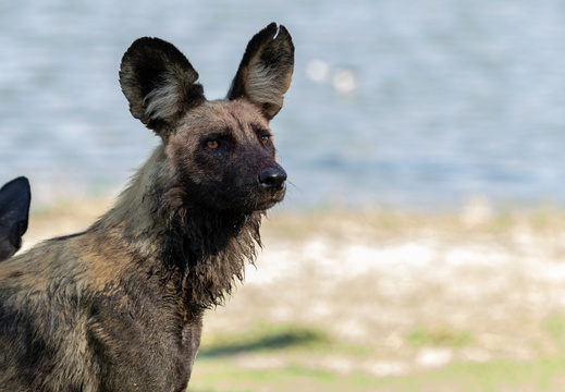 Wet Wild  Dog