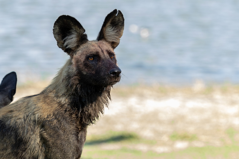 Wet Wild  Dog.jpg