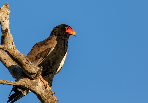 Bateleur eagle resting on a dead tree