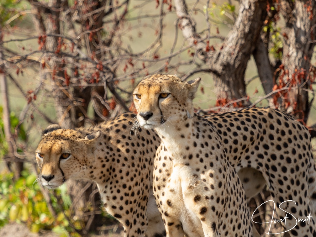 Cheetah brothers