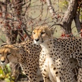 Cheetah brothers