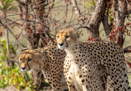 Cheetah brothers