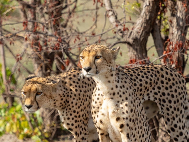 Cheetah brothers
