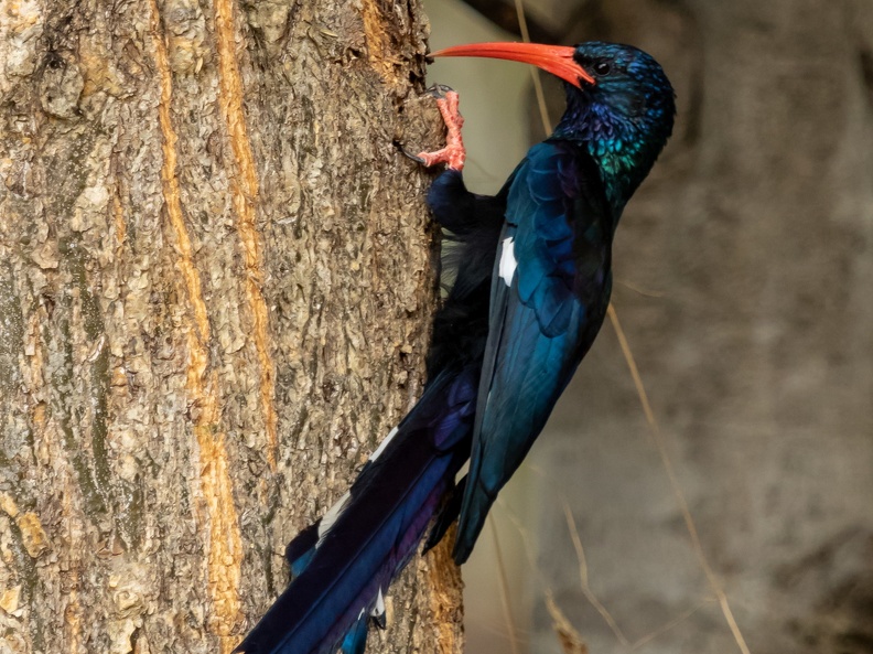 Red-billed or Green Woodhoopoe 