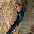 Red-billed or Green Woodhoopoe_.jpg