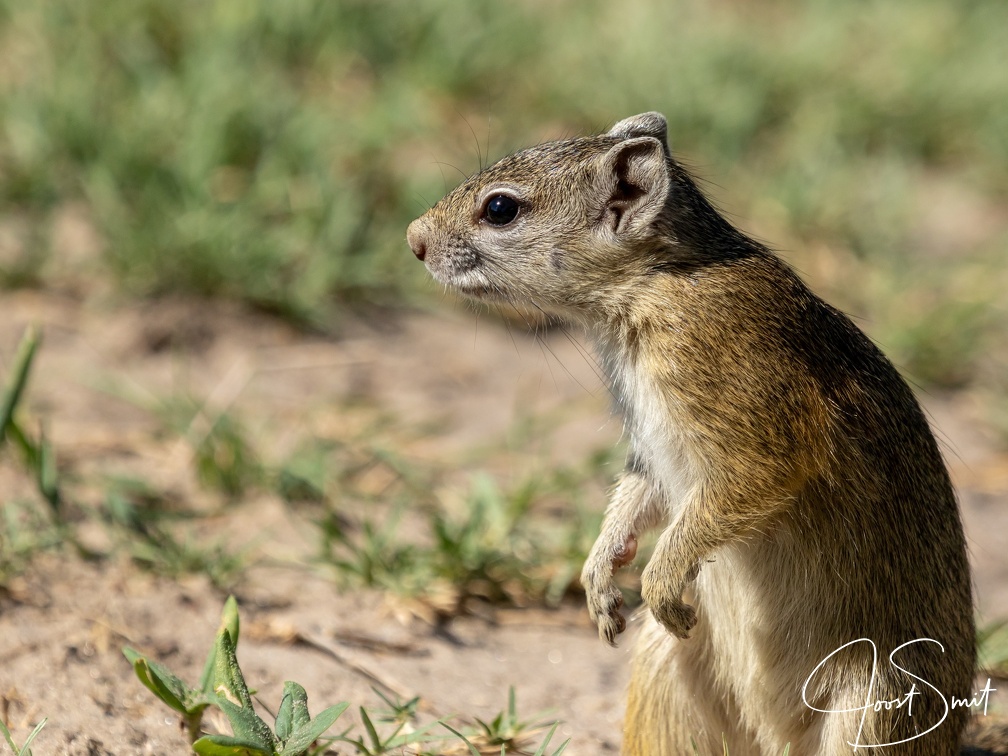 Squirrel