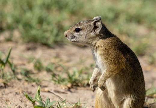 Squirrel