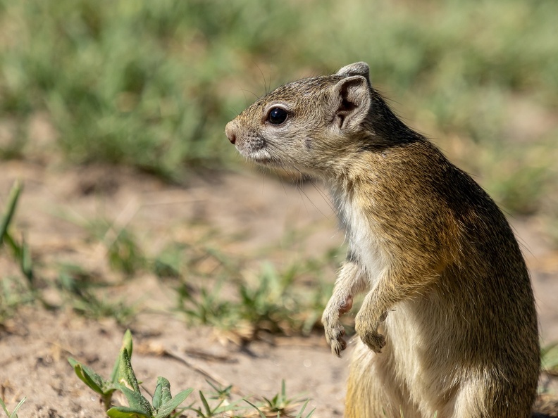 Squirrel
