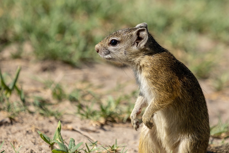 Squirrel.jpg