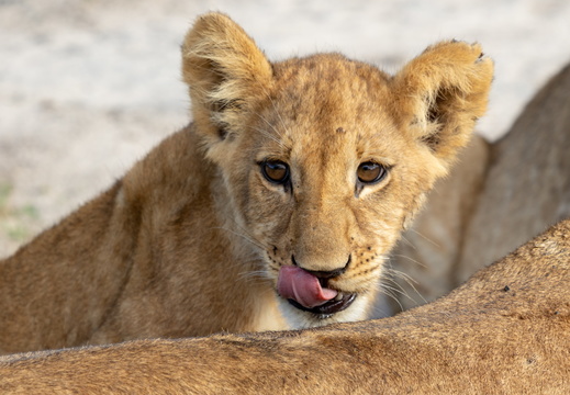 Savute - Botswana