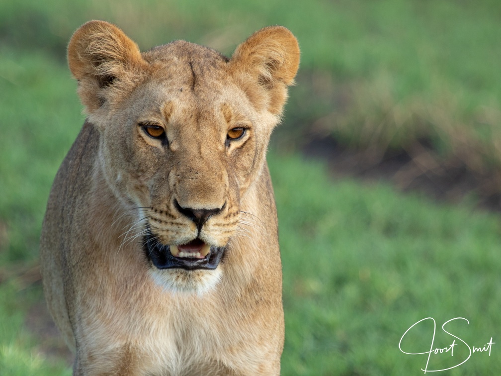 Lion of the marsh pride