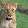 Lion of the marsh pride