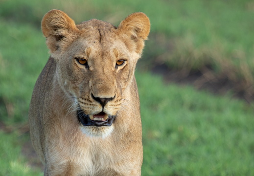 Lion of the marsh pride
