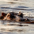Hippo 